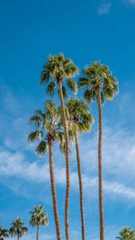 California Palm tree to demonstrate the atmosphere of the West